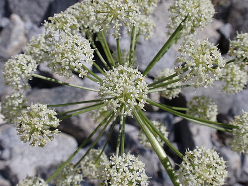 Angelica lineariloba